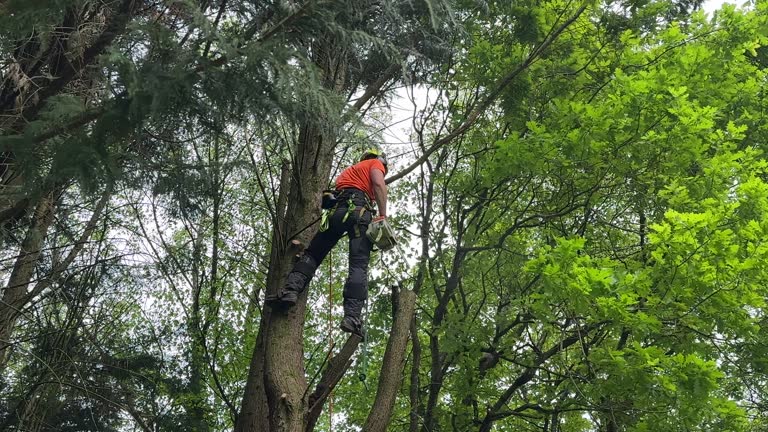 Professional Tree Services in Coulee Dam, WA